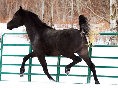 SNAPSHOT - Purebred Straight Egyptian Arabian stallion shows off