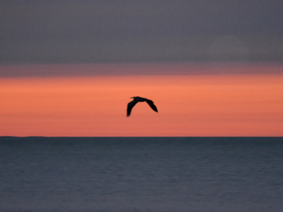 SNAPSHOT - Flying Blue Heron at sunset on Lake St. Clair
