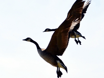 SNAPSHOT - Are the Canada geese thinking that they came back too soon?