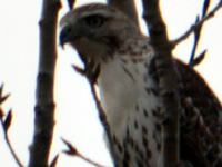 SNAPSHOT - Hawk spotted during our walk on Ganatchio Trail